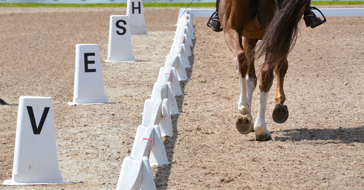 A dressage horse's legs during a test.