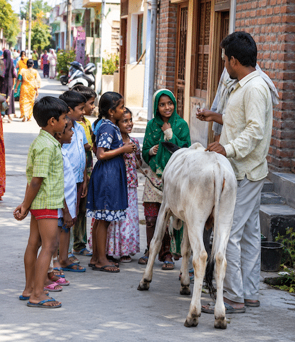 A group of children with a white donkey.