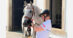 A woman tacking up a grey horse.