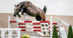 A grey horse free jumping.
