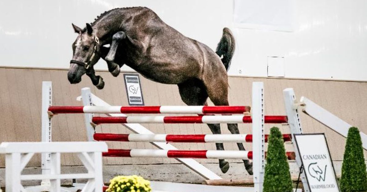 A grey horse free jumping.