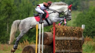 A grey event horse jumping over a cross-country brush fence.