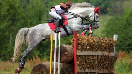 A grey event horse jumping over a cross-country brush fence.