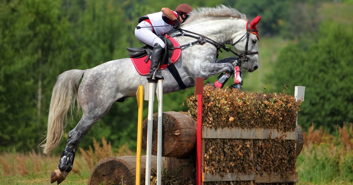 A grey event horse jumping over a cross-country brush fence.