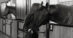 A black-and-white photo of a woman hugging a horse in a barn.