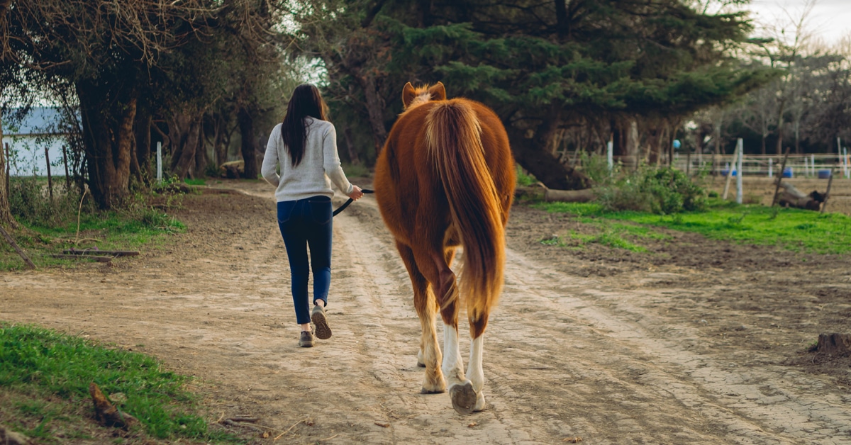 A woman leading a chestnut horse down a lane on a farm.