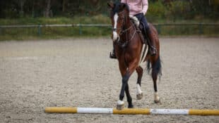 A person riding a bay horse over a ground pole.