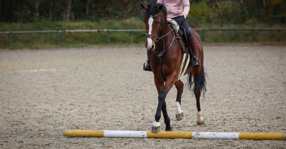 A person riding a bay horse over a ground pole.
