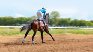A bay racehorse on the track.