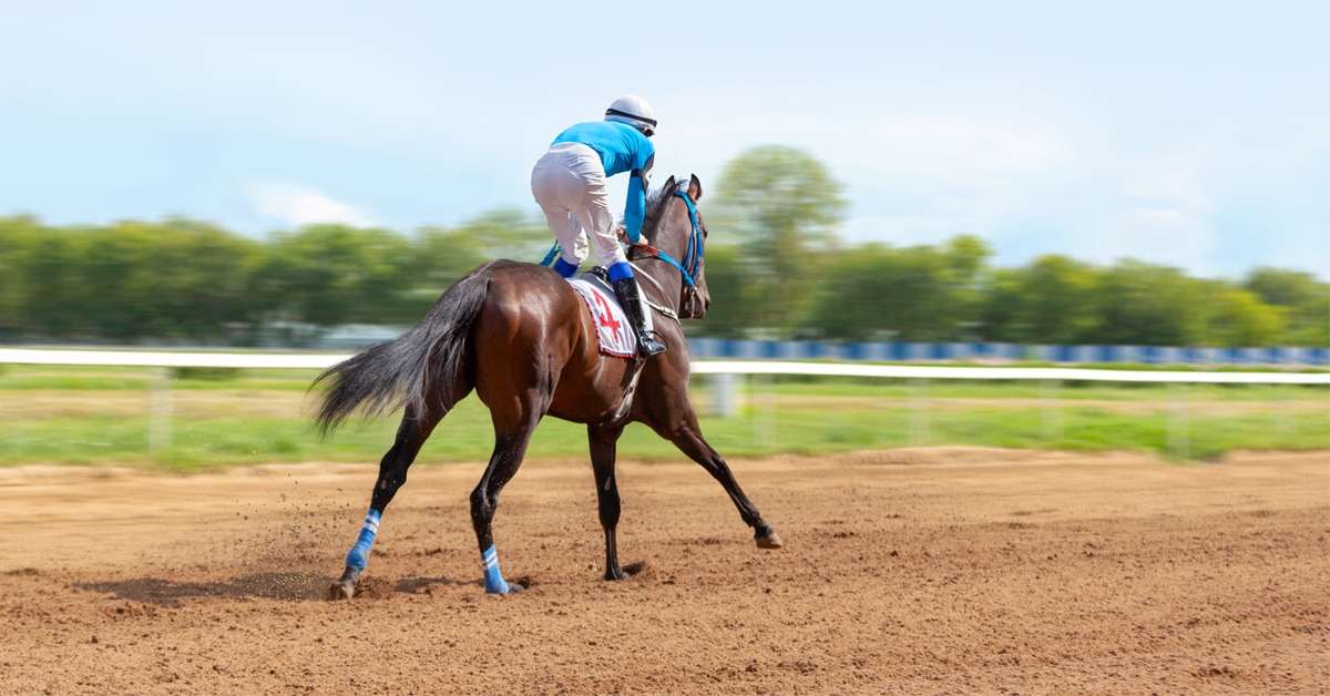 A bay racehorse on the track.