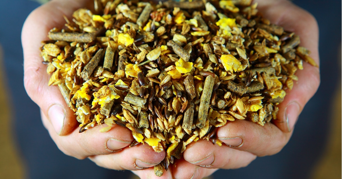 Hands holding horse feed.