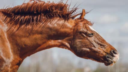 A chestnut horse shaking his head.