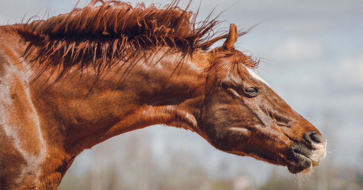 A chestnut horse shaking his head.