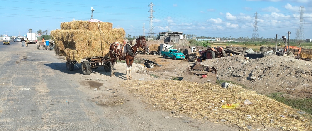 A horse pulling a large cart laden with straw bales in Egypt.